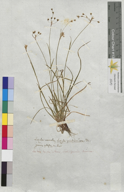 Luzula vernalis (Juncaceae)