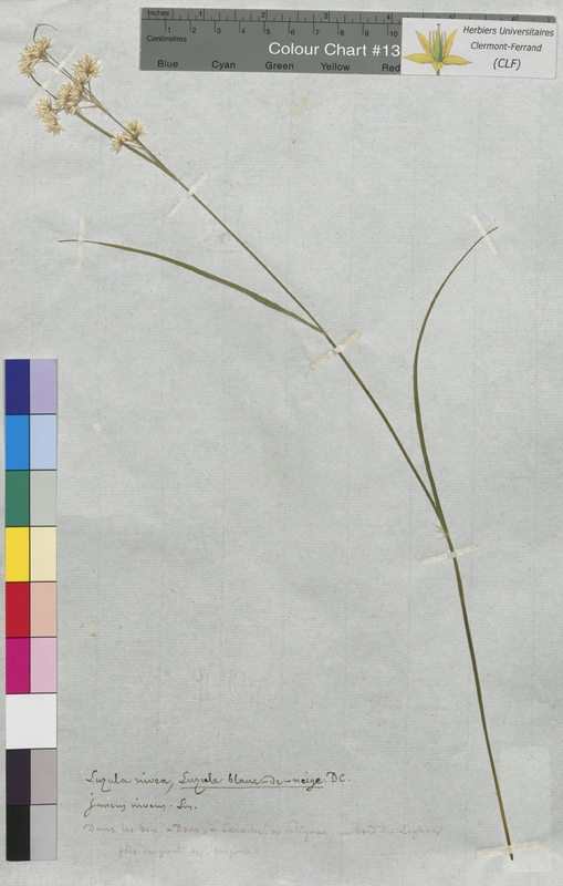 Luzula nivea (Juncaceae)