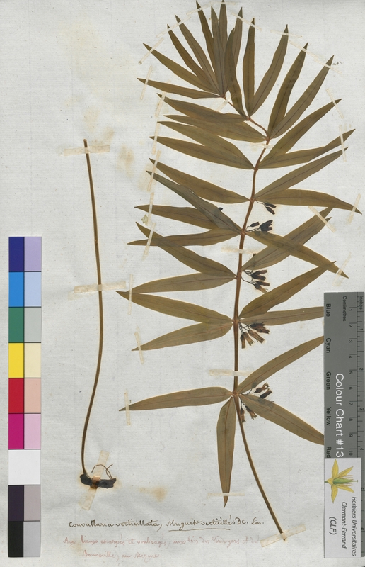 Convallaria verticillata (Convallariaceae)