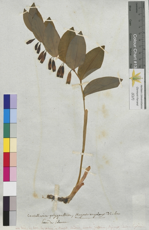 Convallaria polygonatum (Convallariaceae)