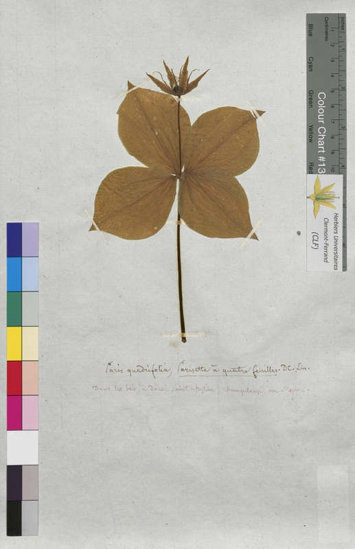 Paris quadrifolia (Trilliaceae)