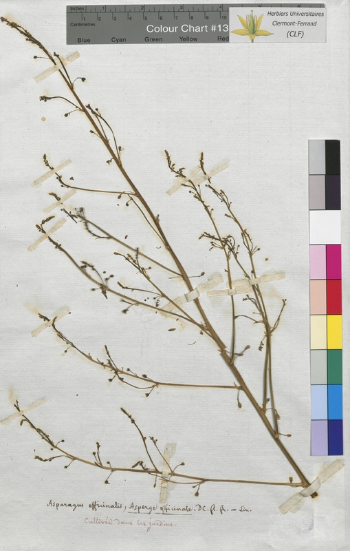 Asparagus officinalis (Asparagaceae)