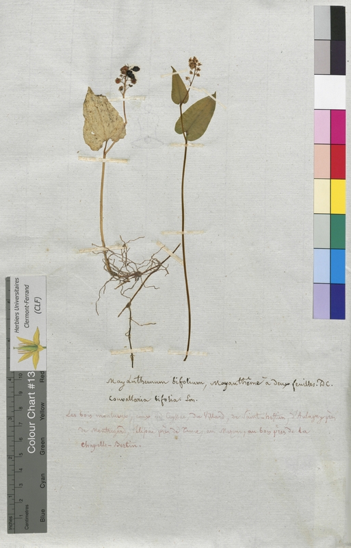 Maianthemum bifolium (Convallariaceae)