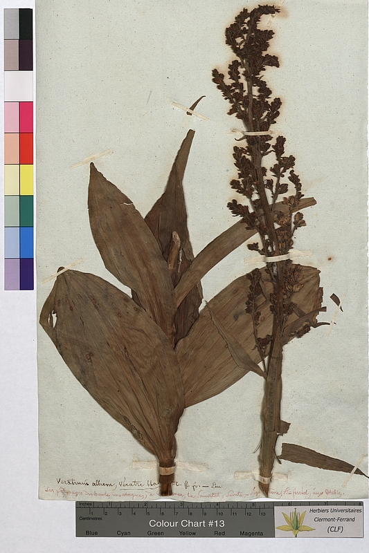 Veratrum album (Melanthiaceae)