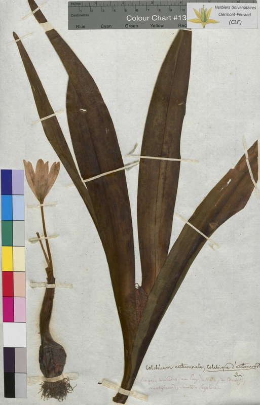 Colchicum autumnale (Colchicaceae)