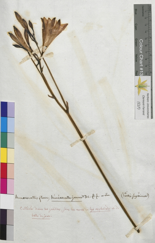 Hemerocallis flava (Hemerocallidaceae)