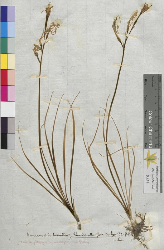 Hemerocallis liliastrum (Hemerocallidaceae)