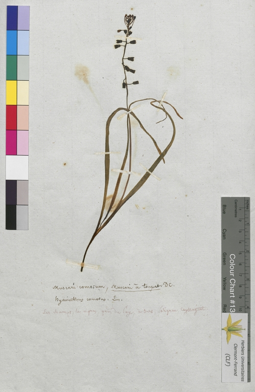 Muscari comosum (Hyacinthaceae)