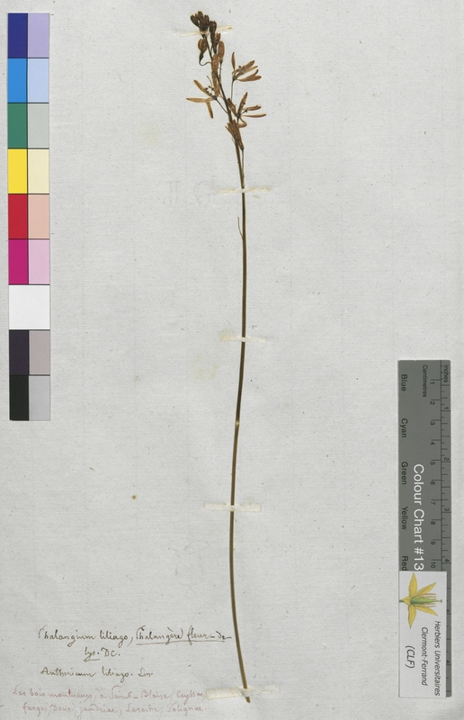 Phalangium liliago (Liliaceae)