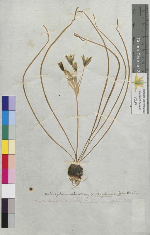 Ornithogalum umbellatum (Hyacinthaceae)