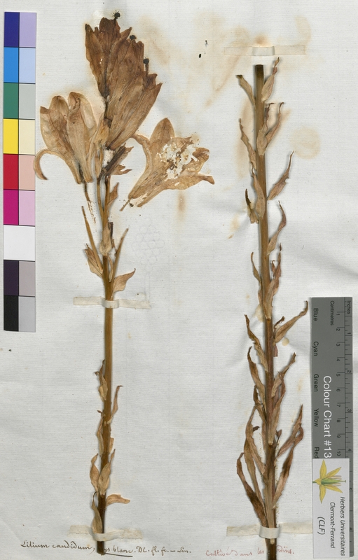 Lilium candidum (Liliaceae)