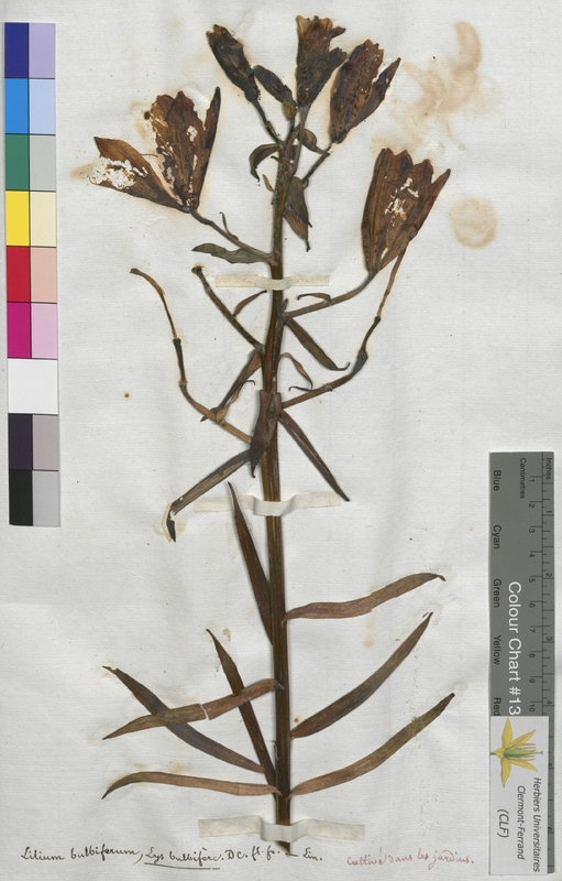 Lilium bulbiferum (Liliaceae)