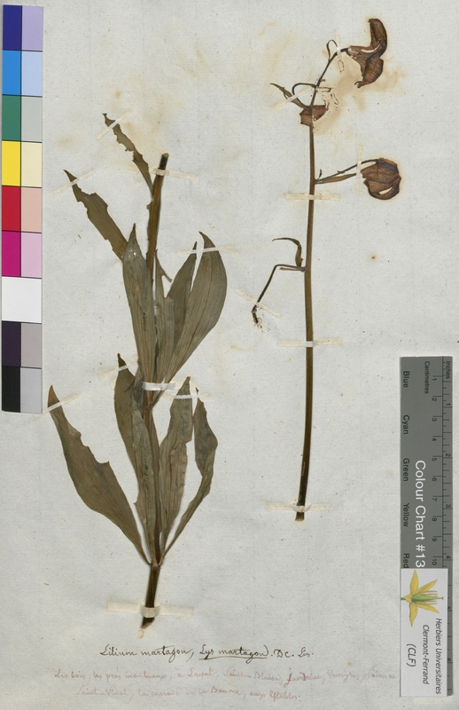 Lilium martagon (Liliaceae)