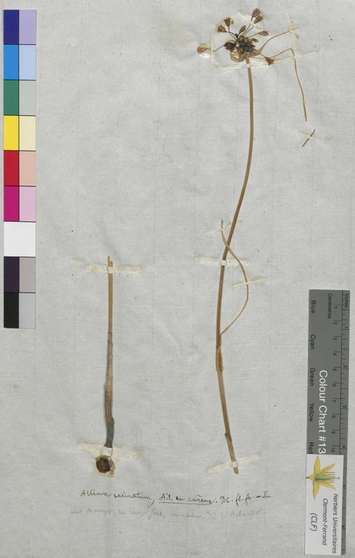 Allium carinatum (Alliaceae)