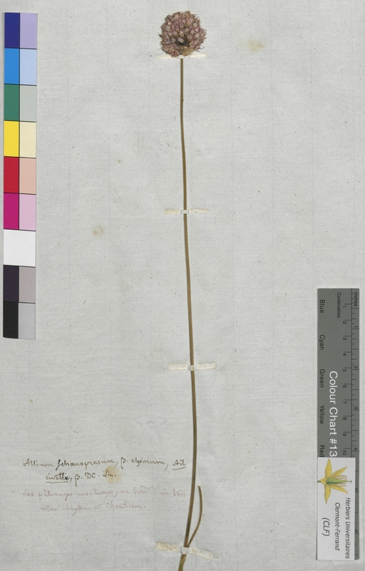 Allium schaenoprasum (Alliaceae)