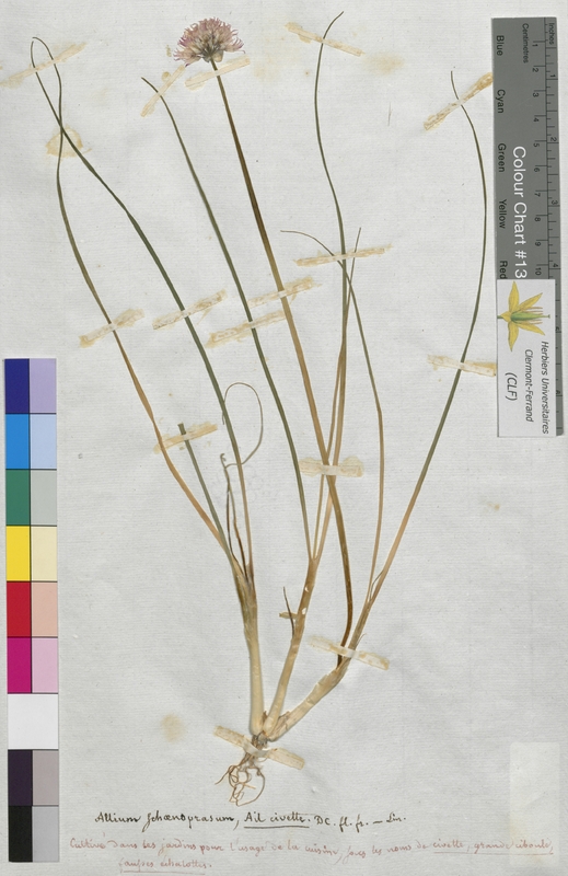 Allium schaenoprasum (Alliaceae)