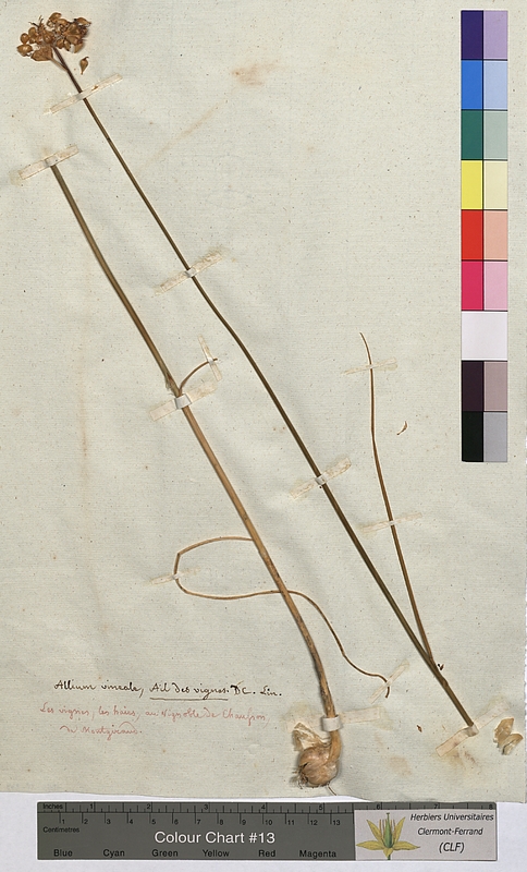 Allium vineale (Alliaceae)