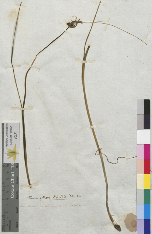 Allium pallens (Alliaceae)