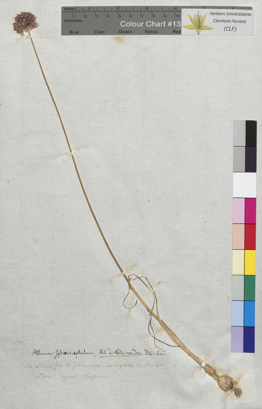 Allium sphaerocephalon (Alliaceae)