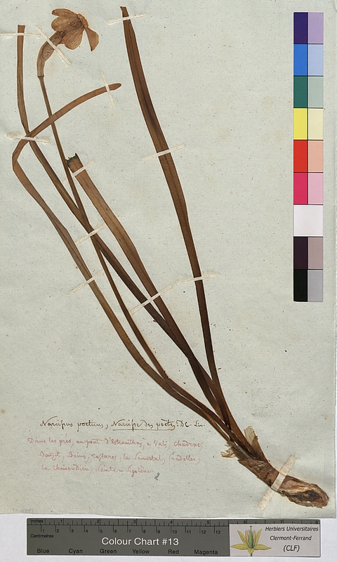 Narcissus poeticus (Amaryllidaceae)