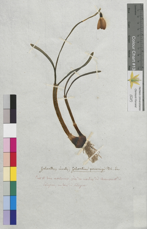 Galanthus nivalis (Amaryllidaceae)