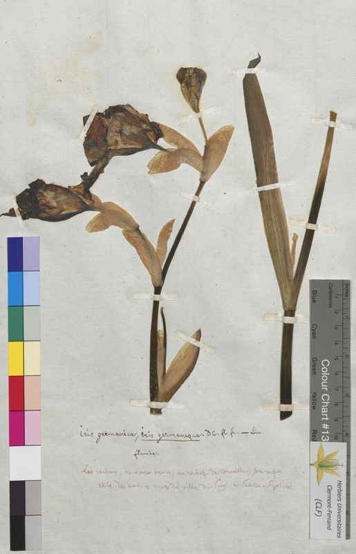 Iris germanica (Iridaceae)