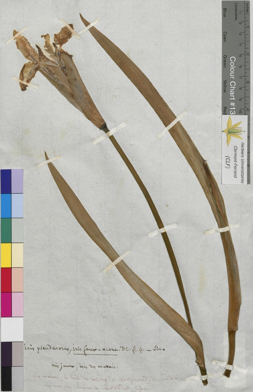 Iris pseudacorus (Iridaceae)