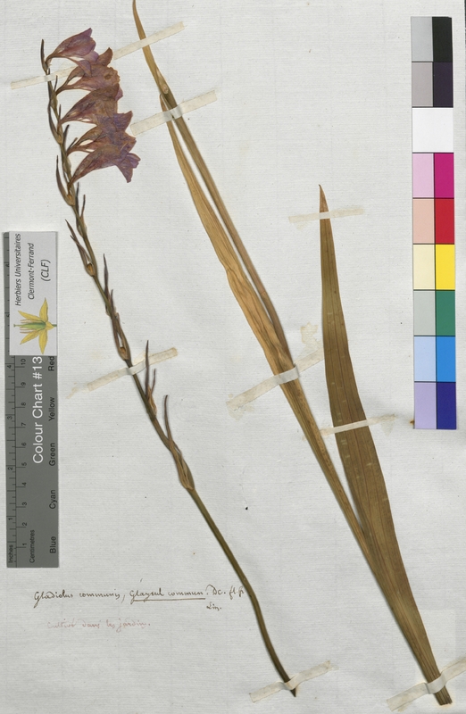 Gladiolus communis (Iridaceae)