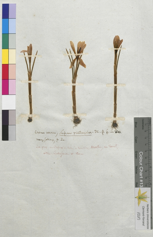 Crocus vernus (Iridaceae)