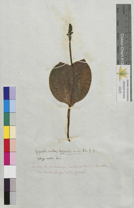 Epipactis ovata (Orchidaceae)