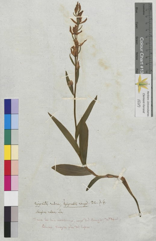 Epipactis rubra (Orchidaceae)