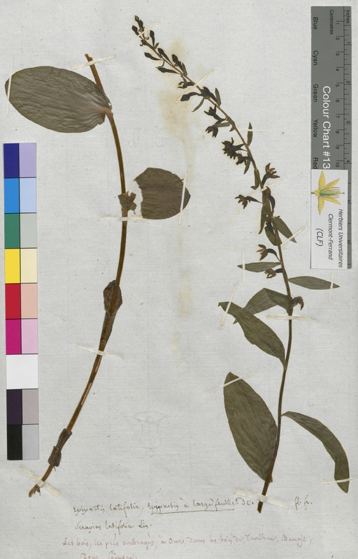 Epipactis latifolia (Orchidaceae)