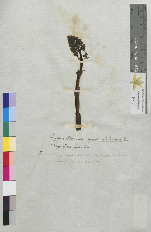 Epipactis nidus-avis (Orchidaceae)