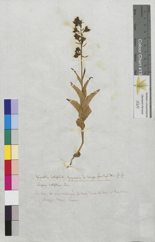 Epipactis latifolia (Orchidaceae)