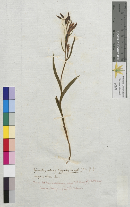 Epipactis rubra (Orchidaceae)