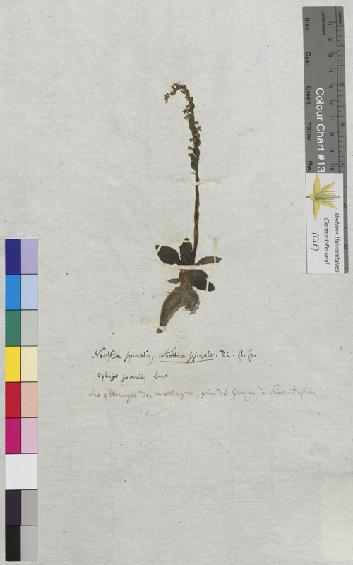 Neottia spiralis (Orchidaceae)