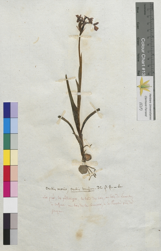 Orchis morio (Orchidaceae)