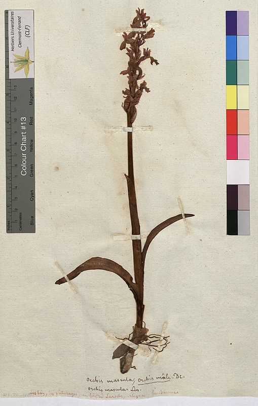 Orchis mascula (Orchidaceae)