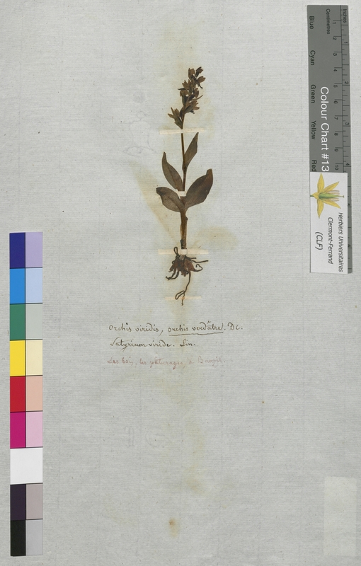 Orchis viridis (Orchidaceae)