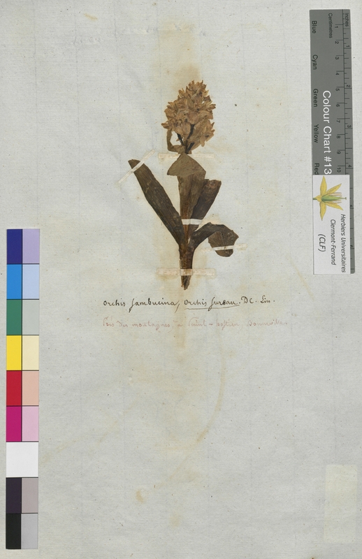 Orchis sambucina (Orchidaceae)