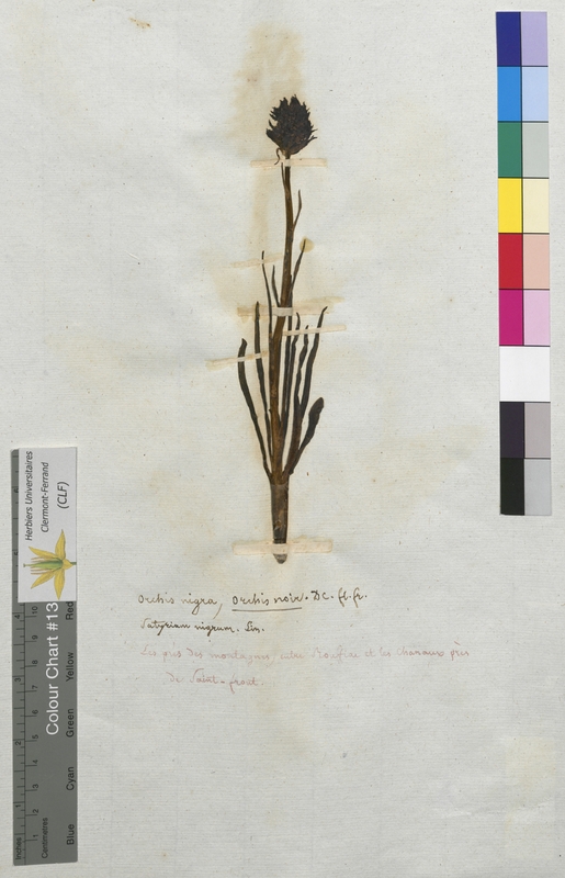 Orchis nigra (Orchidaceae)