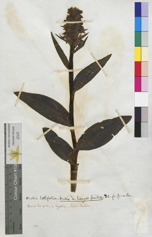 Orchis latifolia (Orchidaceae)