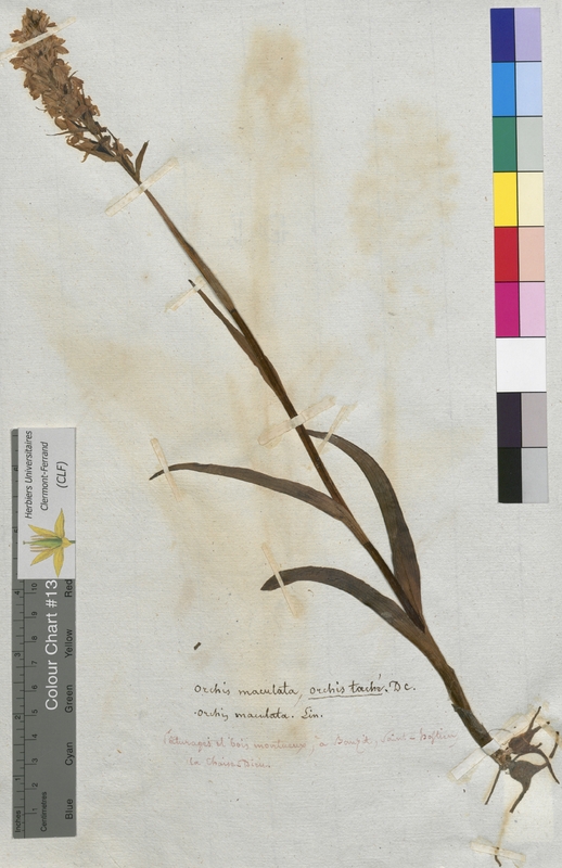 Orchis maculata (Orchidaceae)