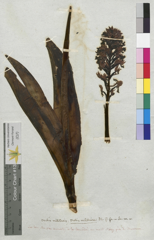 Orchis militaris (Orchidaceae)