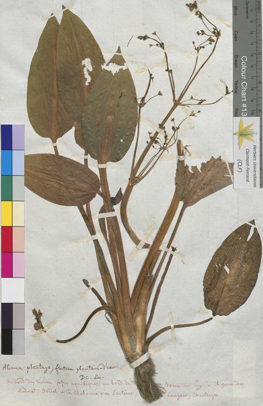 Alisma plantago-aquatica (Alismataceae)