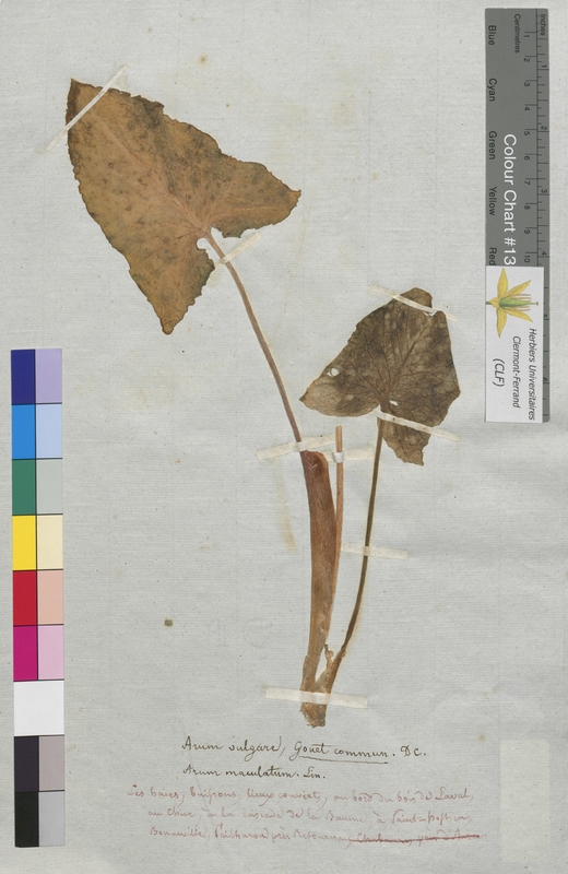 Arum vulgare (Araceae)