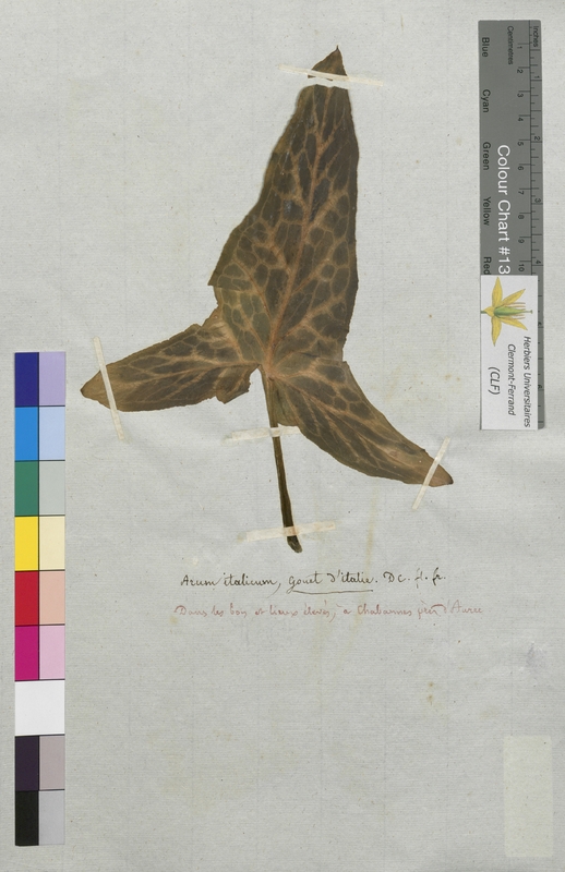 Arum italicum (Araceae)