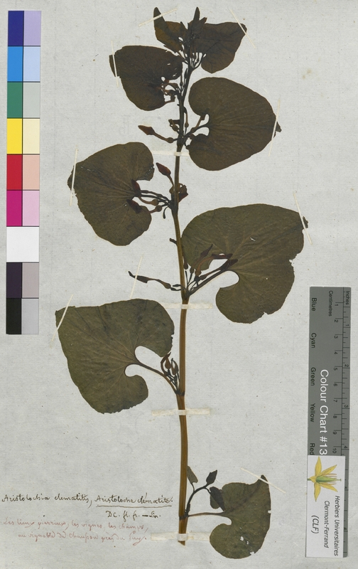 Aristolochia clematitis (Aristolochiaceae)