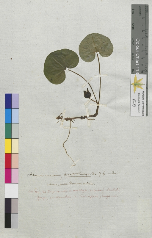 Asarum europaeum (Aristolochiaceae)