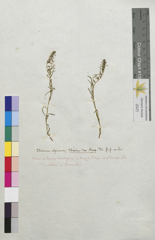 Thesium alpinum (Santalaceae)
